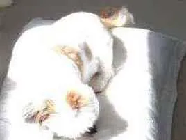 Cachorro ra a Shitzu idade 6 ou mais anos nome Boli
