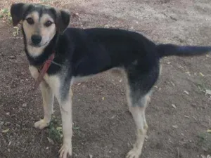 Cachorro raça  idade 2 anos nome Laique