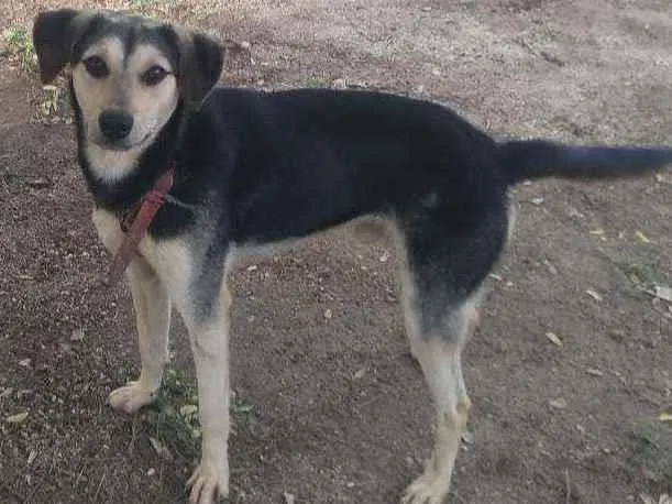 Cachorro ra a  idade 2 anos nome Laique