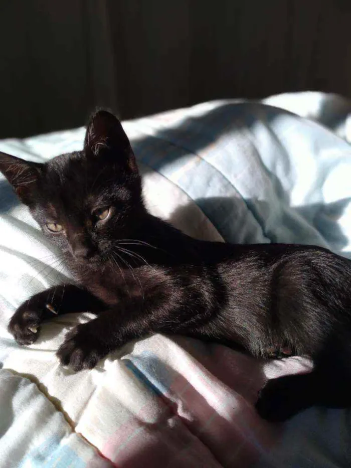 Gato ra a SEM RAÇA DEFINIDA idade 2 a 6 meses nome Valentino