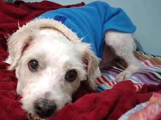 Cachorro ra a SEM RAÇA DEFINIDA idade 5 anos nome BABÚ