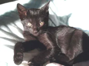 Gato raça SEM RAÇA DEFINIDA idade 2 a 6 meses nome Valentino