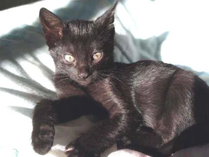Gato ra a SEM RAÇA DEFINIDA idade 2 a 6 meses nome Valentino
