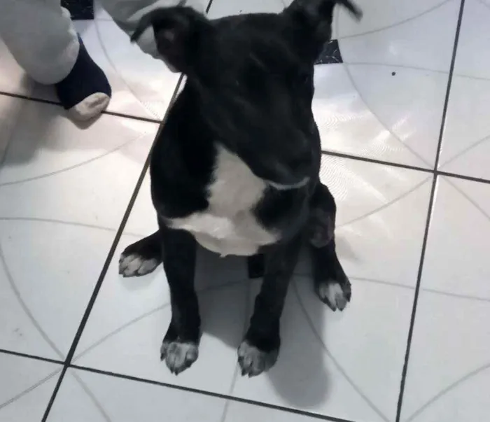 Cachorro raça Srd idade 7 a 11 meses nome Hilda