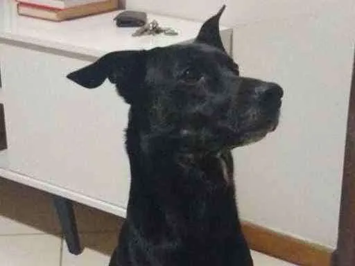 Cachorro ra a Vira lata idade 3 anos nome Darth