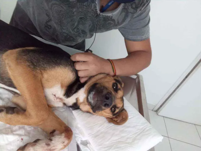 Cachorro ra a SRD idade 7 a 11 meses nome Bruno