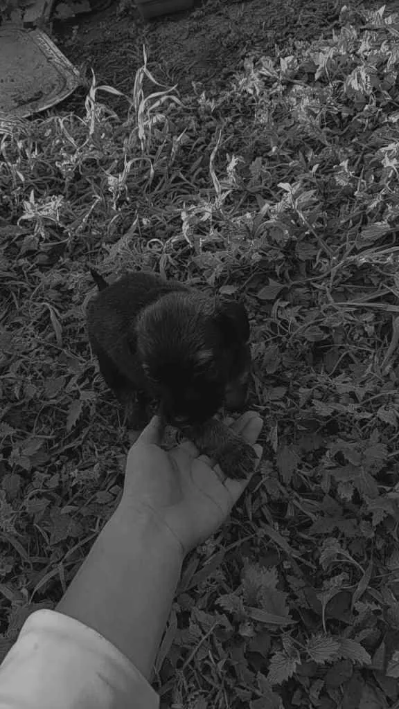 Cachorro ra a Viralata idade Abaixo de 2 meses nome Napoleão