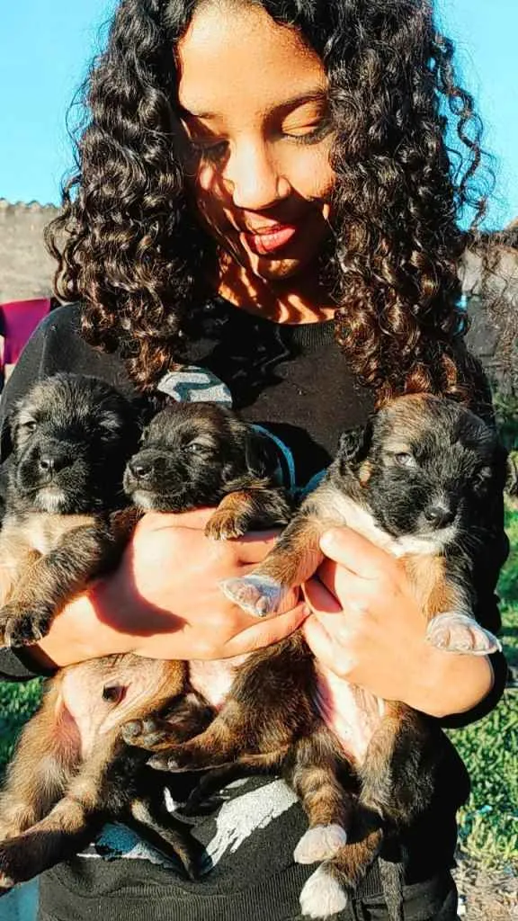 Cachorro ra a Viralata idade Abaixo de 2 meses nome Napoleão