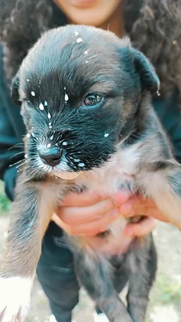 Cachorro ra a Viralata idade Abaixo de 2 meses nome Napoleão