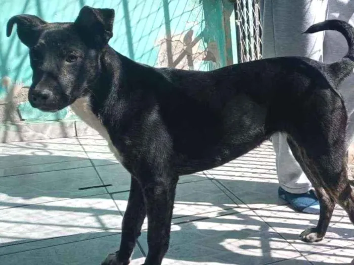 Cachorro raça Srd idade 7 a 11 meses nome Hilda