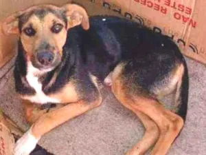 Cachorro raça SRD idade 7 a 11 meses nome Bruno