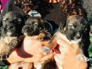 Cachorro raça Viralata idade Abaixo de 2 meses nome Napoleão