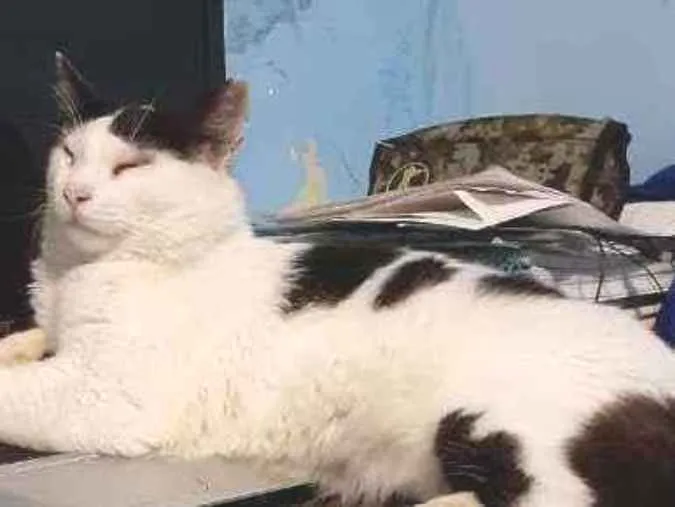 Gato ra a Sem Raça definida  idade 2 anos nome Nicolau