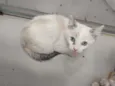 Laila