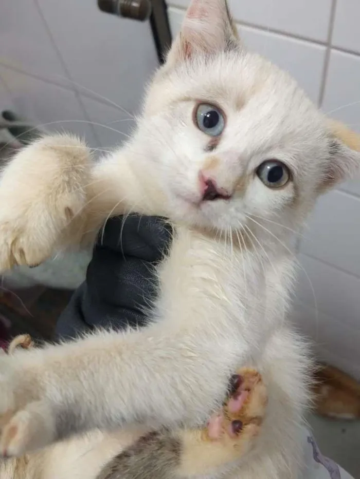 Gato ra a SRD-ViraLata idade 2 a 6 meses nome Laila