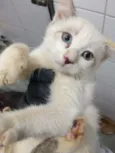 Laila