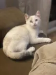 Laila