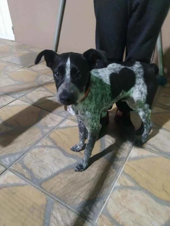 Cachorro raça Vira lata idade 2 a 6 meses nome Chaplin