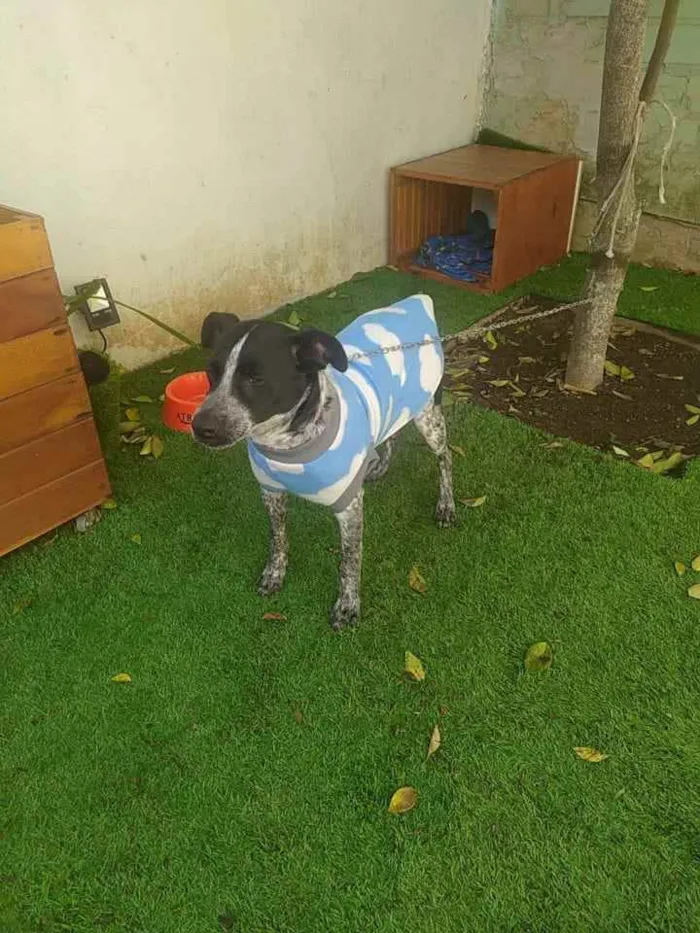Cachorro raça Vira lata idade 2 a 6 meses nome Chaplin