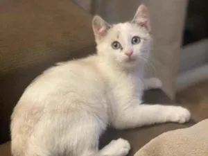 Gato raça SRD-ViraLata idade 2 a 6 meses nome Laila