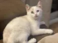 Laila