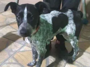 Cachorro raça Vira lata idade 2 a 6 meses nome Chaplin