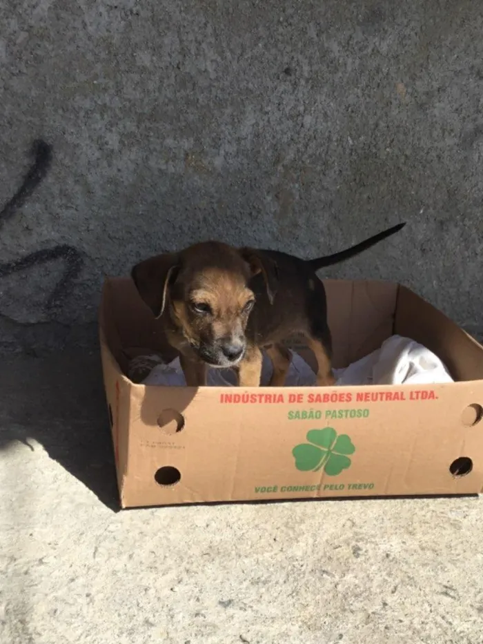 Cachorro ra a Vira-lata  idade 2 a 6 meses nome Sem nome 