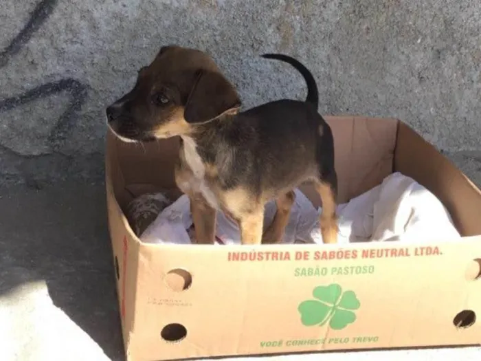 Cachorro ra a Vira-lata  idade 2 a 6 meses nome Sem nome 