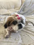Boli