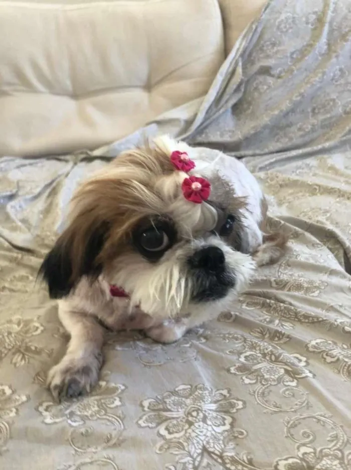 Cachorro ra a Shitzu idade 6 ou mais anos nome Boli