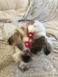 Boli