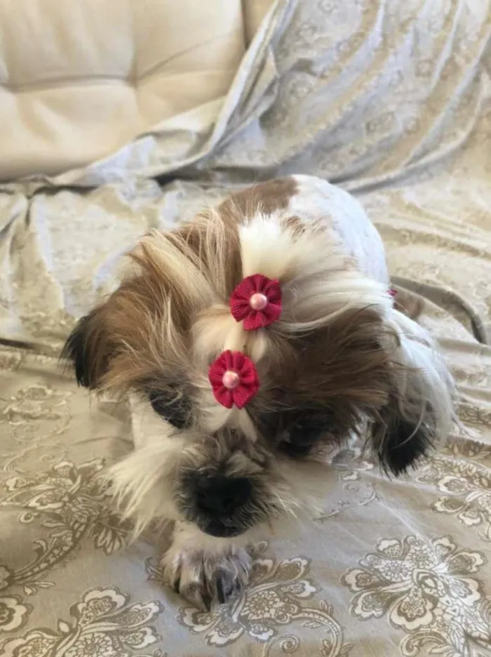 Cachorro ra a Shitzu idade 6 ou mais anos nome Boli