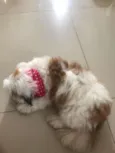 Boli