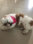 Boli