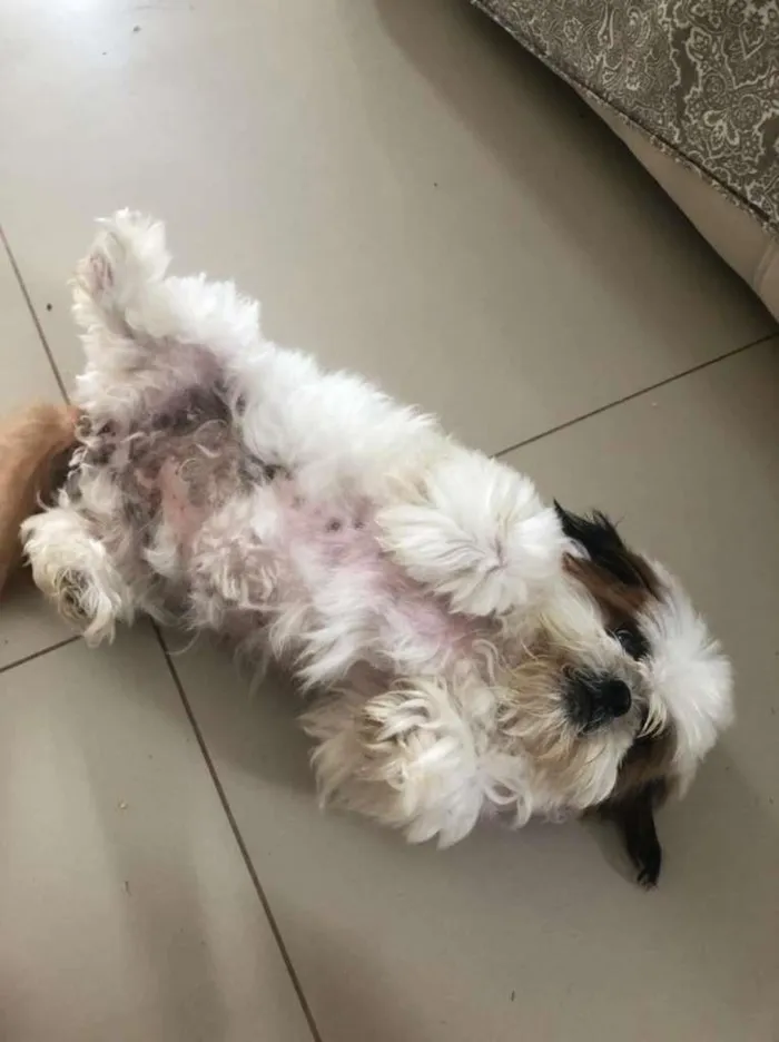 Cachorro ra a Shitzu idade 6 ou mais anos nome Boli