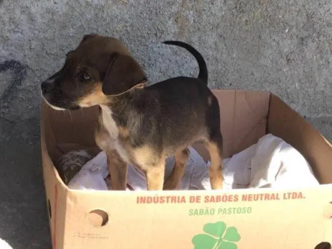 Cachorro ra a Vira-lata  idade 2 a 6 meses nome Abandonado 