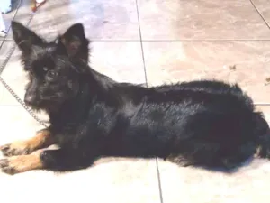 Cachorro raça SRD-ViraLata idade 7 a 11 meses nome Lola