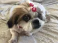 Boli