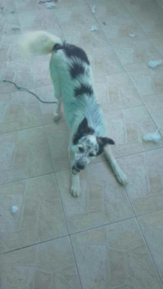 Cachorro ra a Husky misturado idade 7 a 11 meses nome Lola 