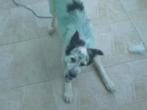 Cachorro raça Husky misturado idade 7 a 11 meses nome Lola 