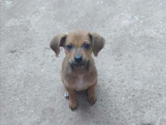 Cachorro ra a Não definida  idade Abaixo de 2 meses nome Não tem nome