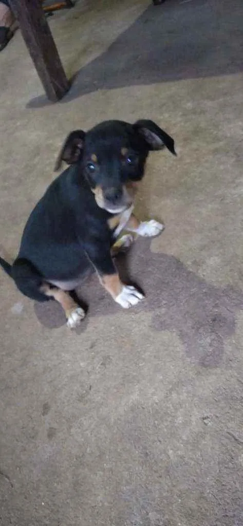 Cachorro ra a Não definida  idade Abaixo de 2 meses nome Não tem nome