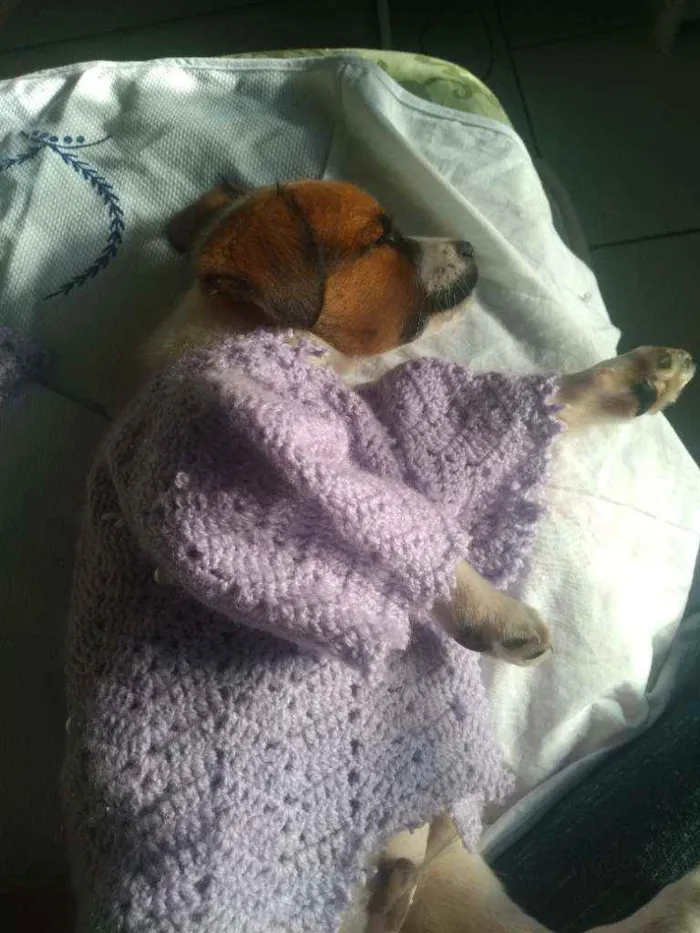 Cachorro ra a Sem raça. idade 2 a 6 meses nome Akamaru