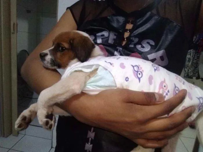 Cachorro ra a Sem raça. idade 2 a 6 meses nome Akamaru