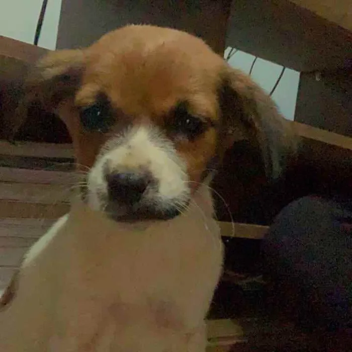 Cachorro ra a Sem raça. idade 2 a 6 meses nome Akamaru