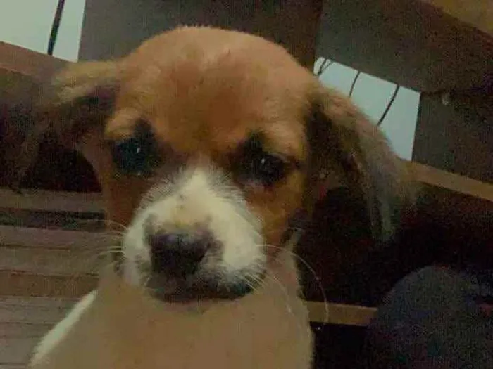 Cachorro ra a Sem raça. idade 2 a 6 meses nome Akamaru