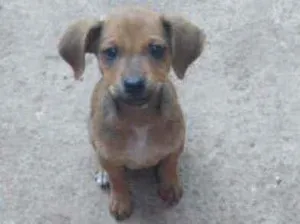 Cachorro raça Não definida  idade Abaixo de 2 meses nome Não tem nome