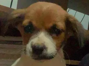 Cachorro raça Sem raça. idade 2 a 6 meses nome Akamaru