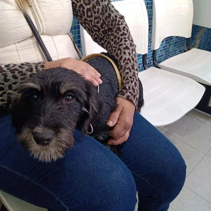 Cachorro raça SRD idade 2 a 6 meses nome Théo