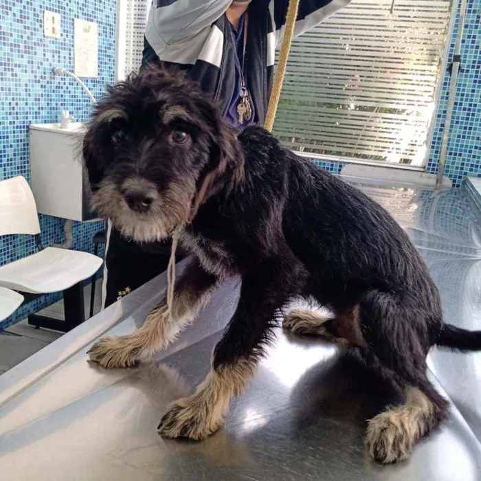 Cachorro raça SRD idade 2 a 6 meses nome Théo